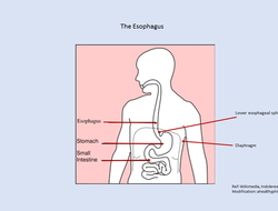 The esophagus and stomach