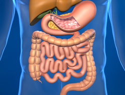 Your gastrointestinal tract