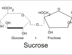 Carbohydrate: essential for health