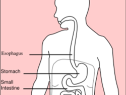 Location of the stomach