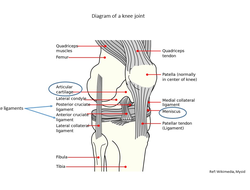 Your knee joint