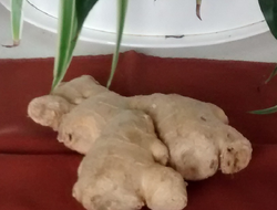 Ginger root