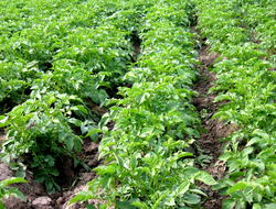 Potato plants