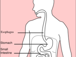 The small intestine