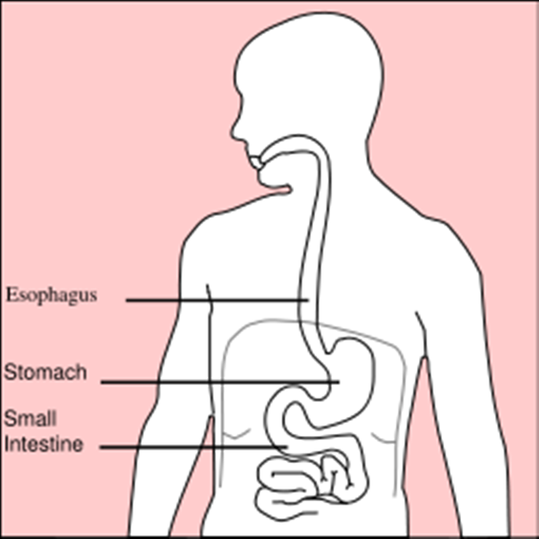 The Small Intestine And Digestion