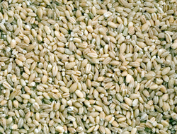 Barley is a souce of carbohydrate and protein