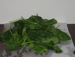 Washed spinach