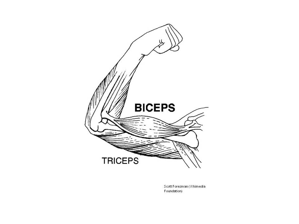Biceps: Strength and endurance for function and aesthetics