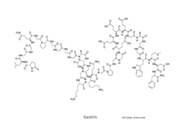 Gastrin