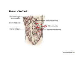 Abdominal muscle structure